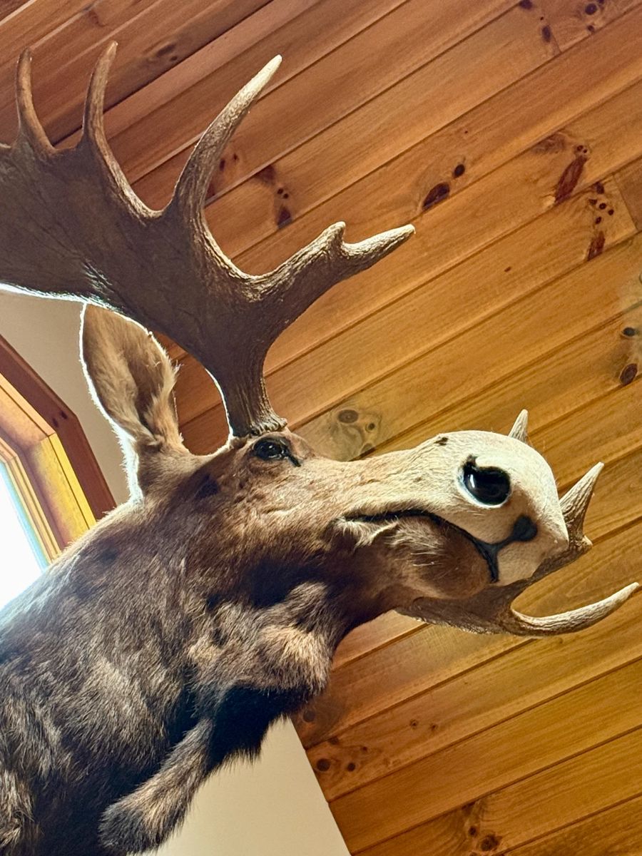 Mounted moose head taxidermy from upper Midwest. Moose total weight was approx. 900 lbs!