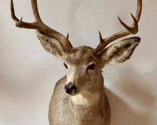 Mounted mule deer taxidermy from Wyoming