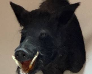 Mounted wild boar taxidermy from Pennsylvania 