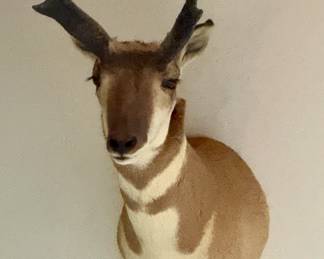 Mounted pronghorn antelope taxidermy from Wyoming