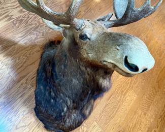 Mounted moose head taxidermy from Maine. Moose total weight was approx. 1200 lbs!