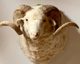 Mounted merino sheep ram taxidermy from Montana