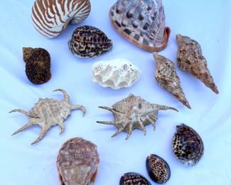 147 ShellsfromallovertheWorld