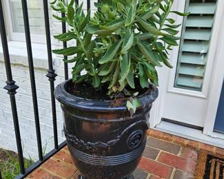 Pair of Cement Planters