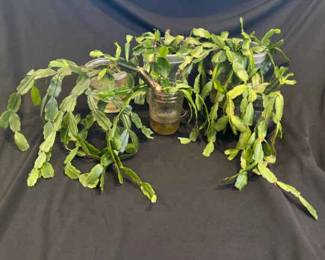 Christmas Cactus Root Cuttings