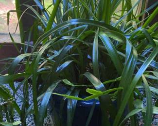 Possible Iris