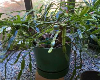Large Christmas Cactus