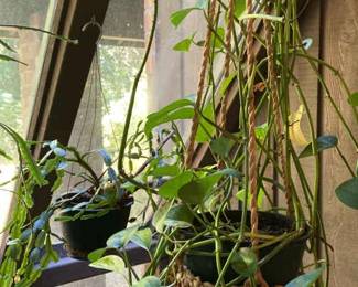 Pathos And Christmas Cactus Hanging Cactus