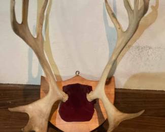 Caribou Antlers Displayed On Hanging Plaque