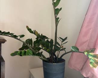. . . live plant