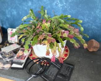 . . . live Christmas cactus