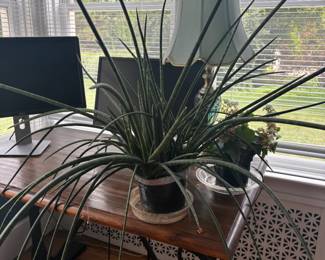 . . . live plant