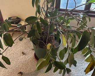 Large rubber plant