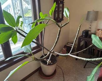 Large plumeria plant.