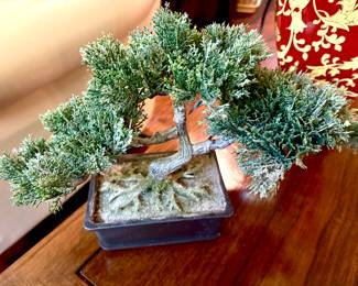 Bonsai tree