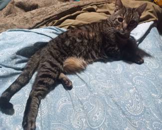 The cute cat returns with her tummy ruff. NFS.