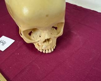 Skull Model