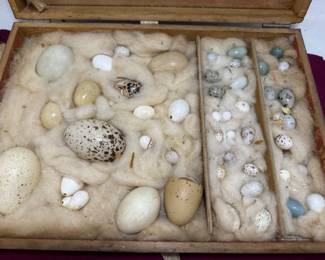 Collection of various bird eggs
