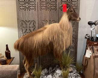 Taxidermy Himalayan Tahr - 59 inches x 50 inches - $2,000 + tax.