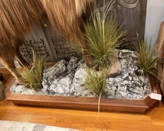 Taxidermy Himalayan Tahr - 59 inches x 50 inches - $2,000 + tax.