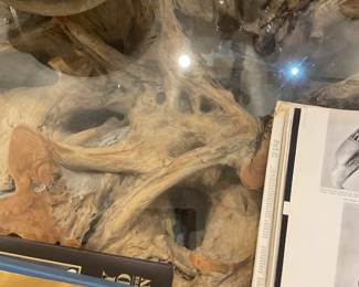 Glass and tree trunk coffee table - 6ft wide and 1ft tall - $2,200 + tax. 