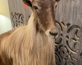 Taxidermy Himalayan Tahr - 59 inches x 50 inches - $2,000 + tax.