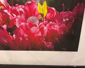 Framed Azalea photograph 18” x 12” $15 + tax
