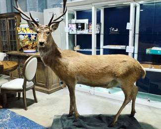 Red Deer Orlando Estate Auction