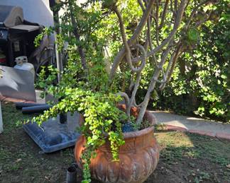 Plants and pots are for sale.