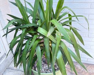 live floor plant on iron base