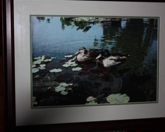 Mat/framed mallard ducks in water