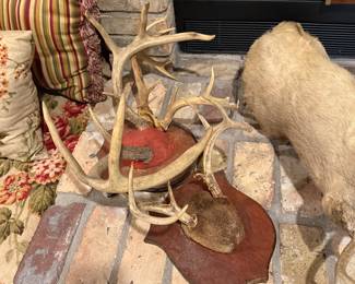 Deer horns