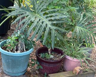 monstera plant