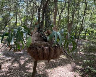 hanging staghorn fern