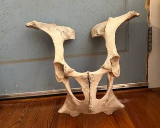 large animal hip bone