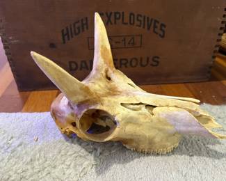 large animal skull