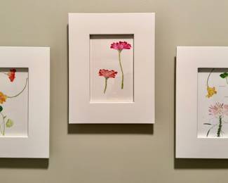 Framed Botanicals