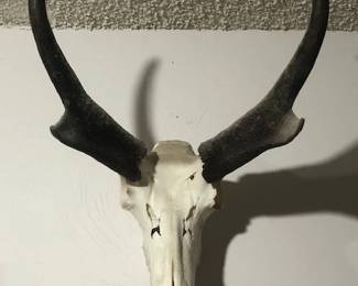 Taxidermy