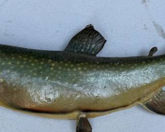 188 BrookTroutTaxidermyMount