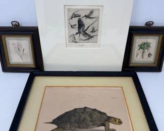 142 MayfliesbyGordonMAllenFalseMapTurtleGenuineOldArt