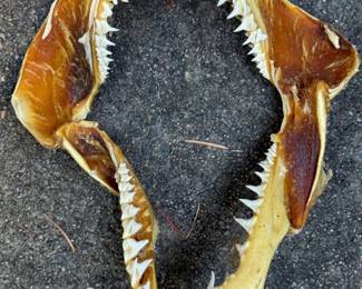 8 10SetsofSharkJawsTeethandVertebrae