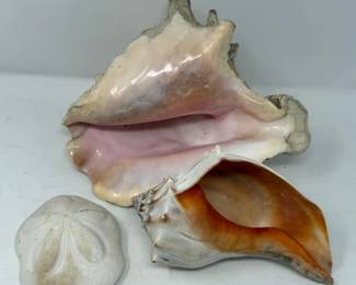 99 ConchWhelkSeaBiscuitSaltwaterBeachShells