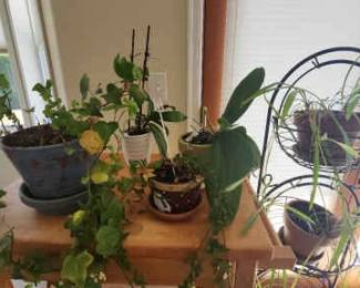 Plants Metal Stand