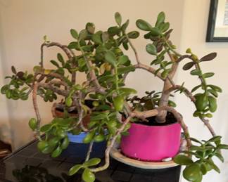 Jade Plants