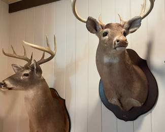 2 stag heads