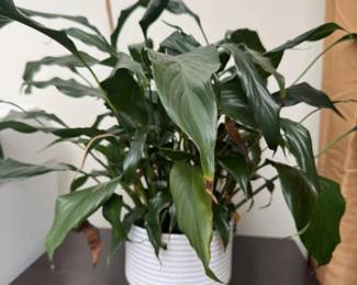 62 LiveIndoorGreenPlantinWhiteRibbedCeramicPot