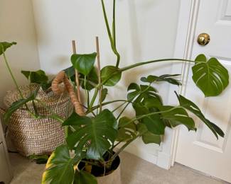 71 LargeIndoorPlantinSilverToneTexturedPot