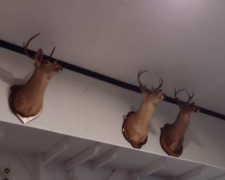 Taxidermy $45 each