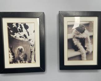 Framed dog photography