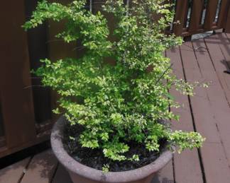 planter and plant
